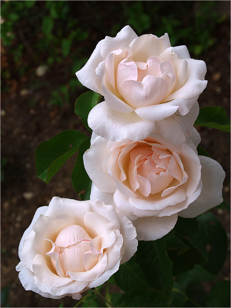 Des roses pour les anges - Rosen für die Engel