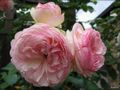 Des roses pour Rose von jacquotte33 