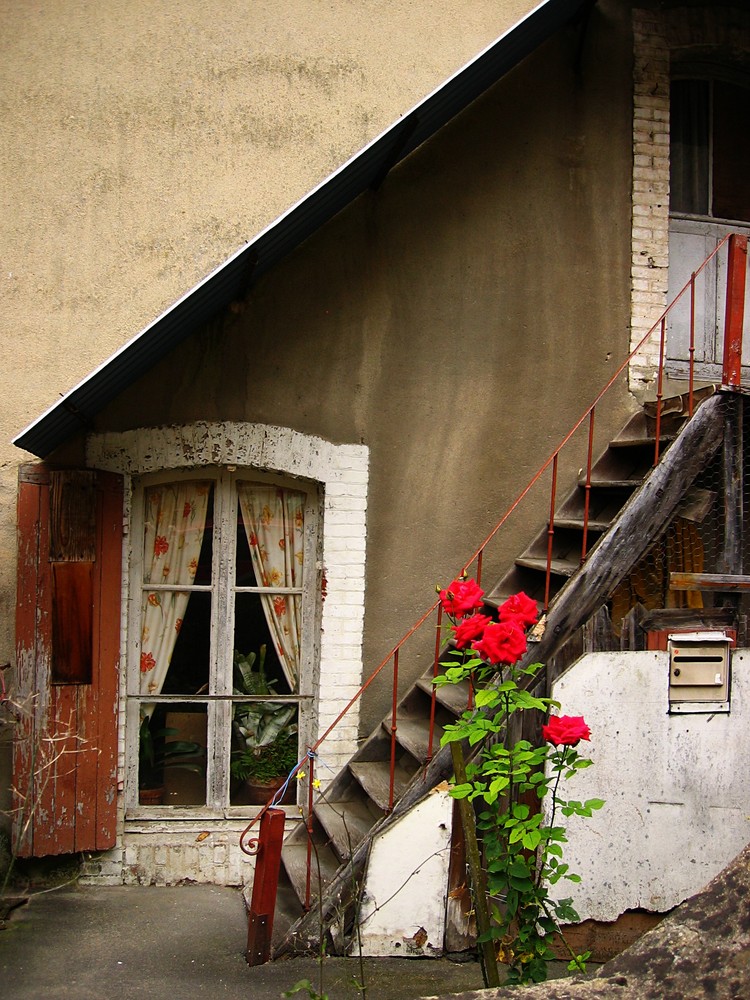 des  roses rouges