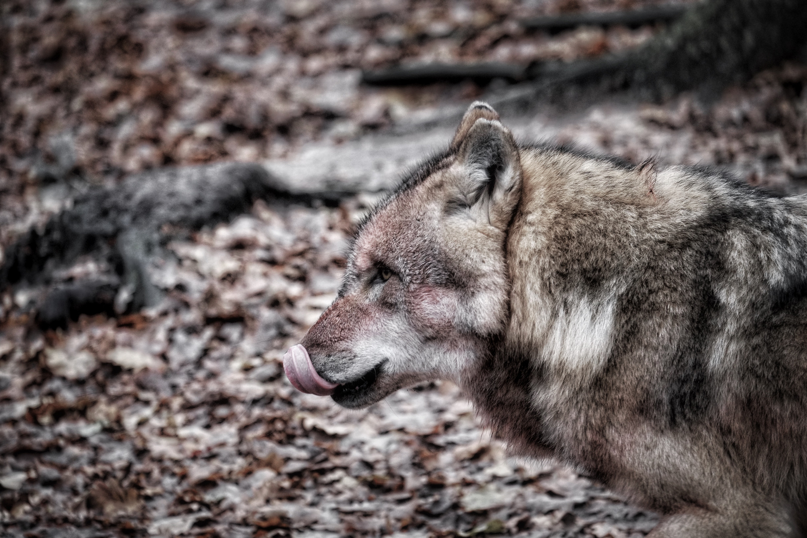 Des Säufers Glück geht nirgends verloren, sogar der Wolf verzeiht dem Säufer