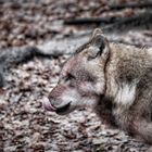 Des Säufers Glück geht nirgends verloren, sogar der Wolf verzeiht dem Säufer