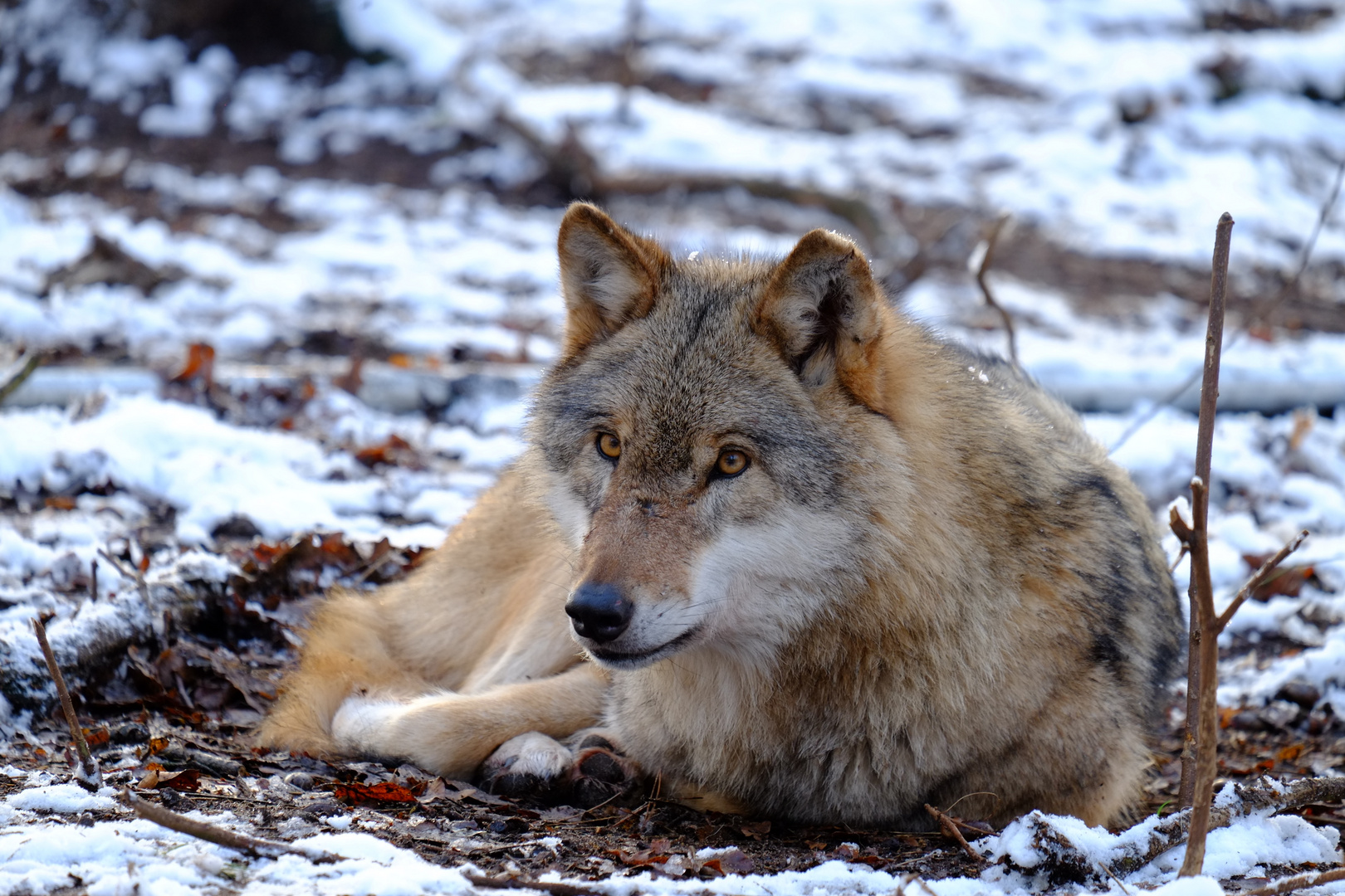 Des Säufers Glück geht nirgends verloren, sogar der Wolf verzeiht dem Säufer