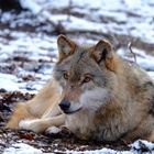 Des Säufers Glück geht nirgends verloren, sogar der Wolf verzeiht dem Säufer