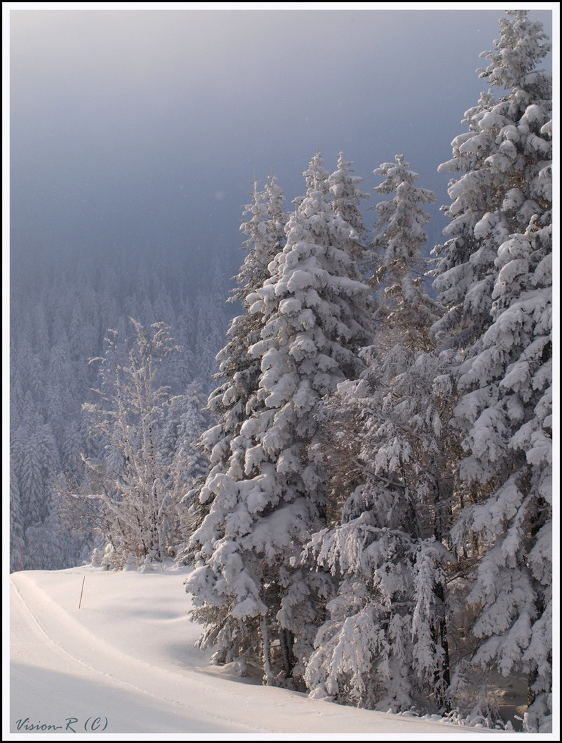 Des sapins du matin