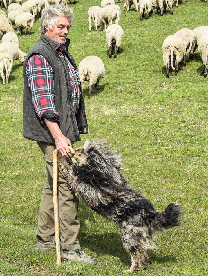 Des Schäfers Hund