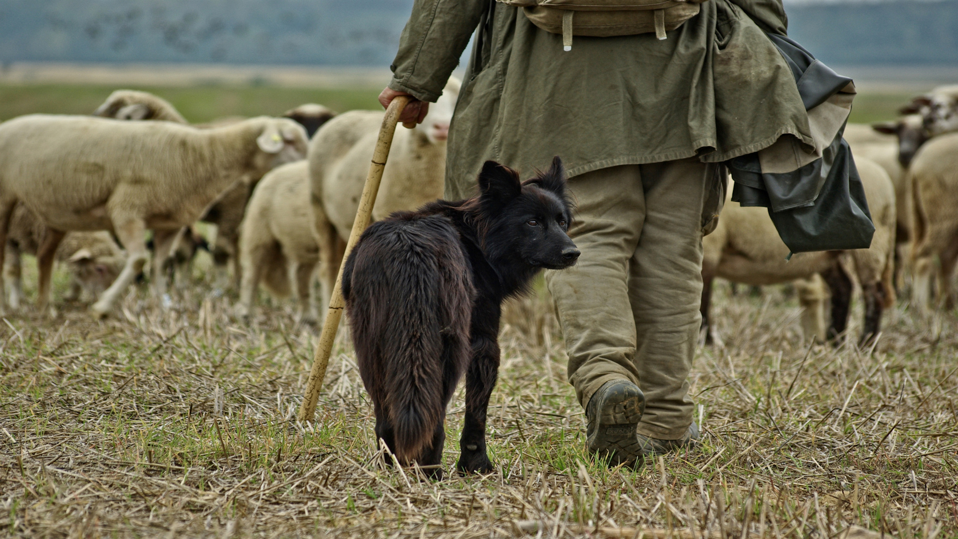 Des Schäfers Hund