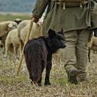 Des Schäfers Hund