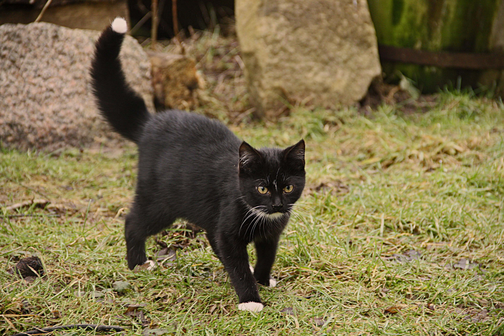 Des Schäfers Katze