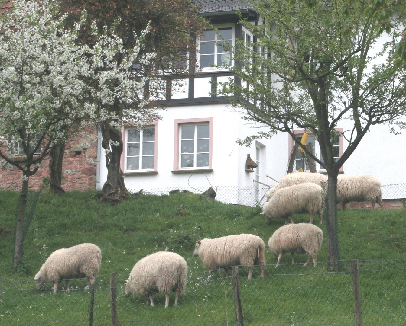 des schäfers sonntagslied.