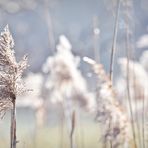 des Schilfes Streben nach Licht