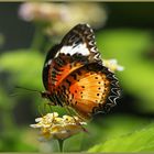 Des Schmetterlings klarer Nektar