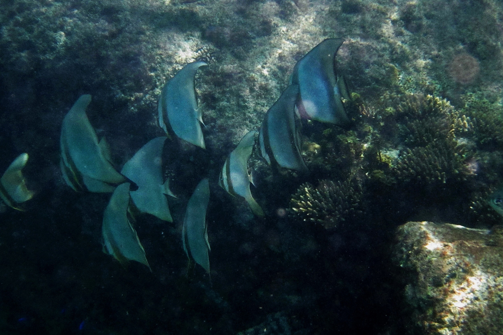 Des Schnorchlers Fischwelt