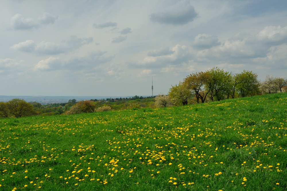 Des Schönfelder Hochland´s Maiengold