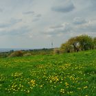 Des Schönfelder Hochland´s Maiengold