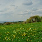 Des Schönfelder Hochland´s Maiengold