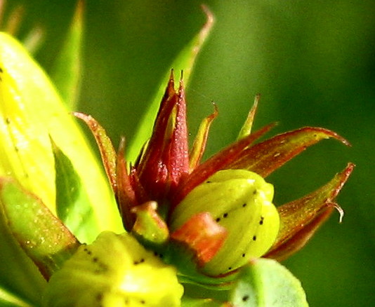 ..des Schöpfers Natur - einfach erstaunlich in ihrem Detail....