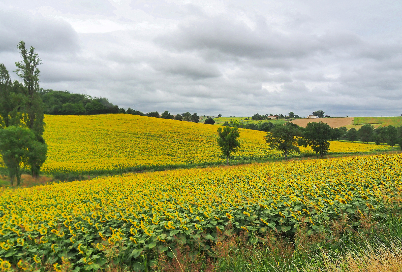 Des soleils sous les nuages gris