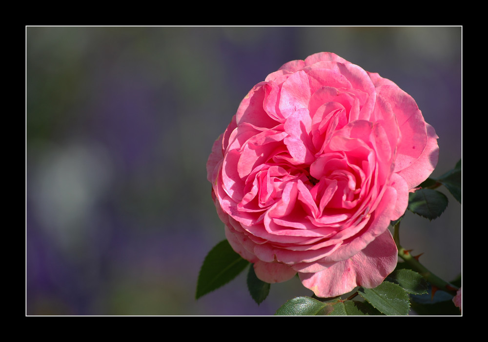 Des Sommers letzte Rose Nr. 1