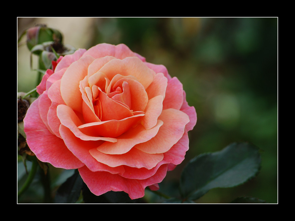 Des Sommers letzte Rose Nr. 7