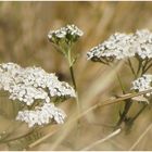 ...des Sommers letzten Blüten