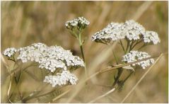 ...des Sommers letzten Blüten