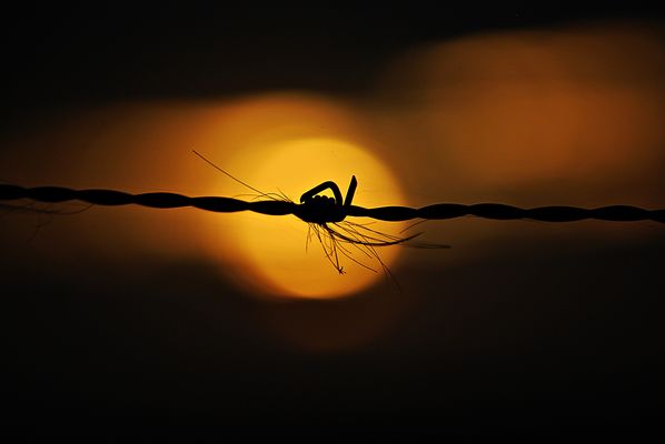 Des Tages Abgesang ...4