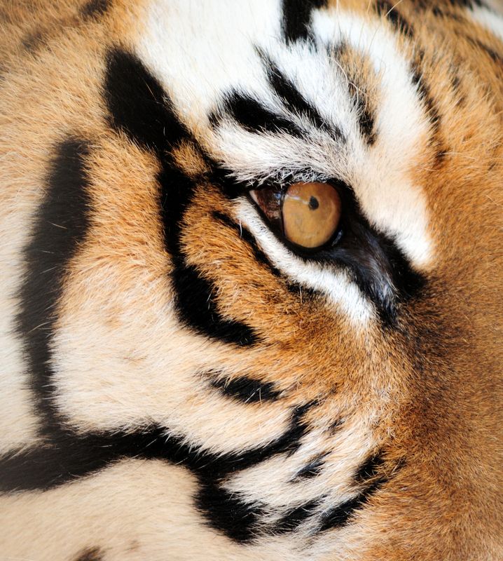 Des Tigers Auge