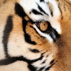 Des Tigers Auge
