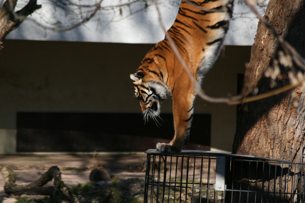 Des Tigers Handstand