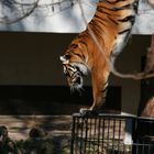 Des Tigers Handstand