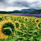 des tournesols a la lavande