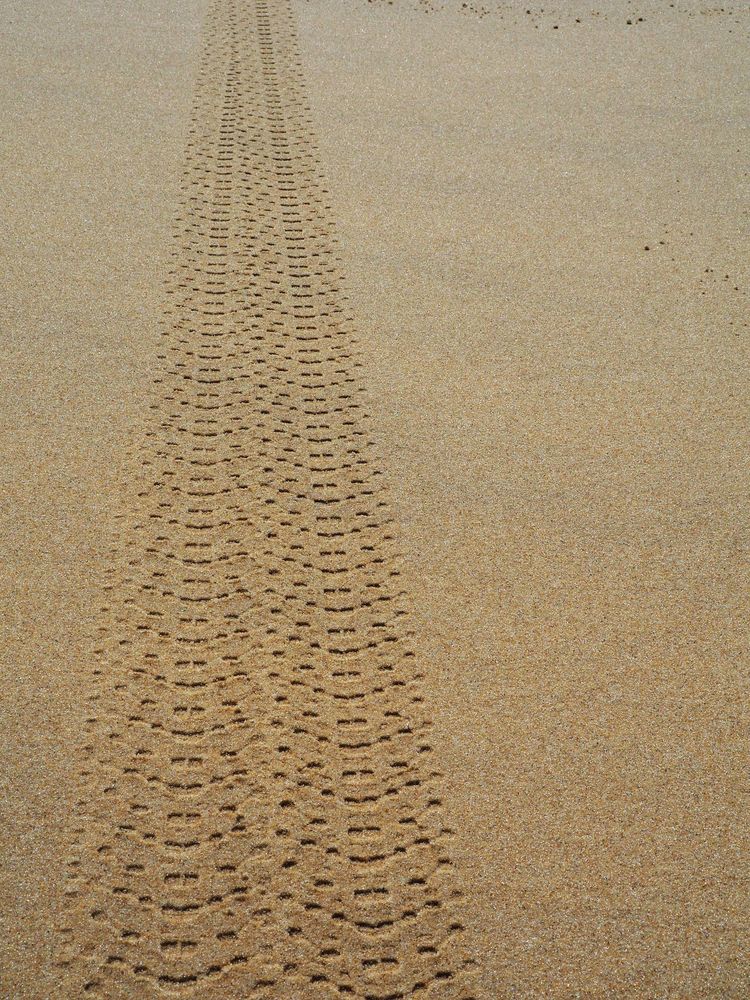 Des traces dans le sable…