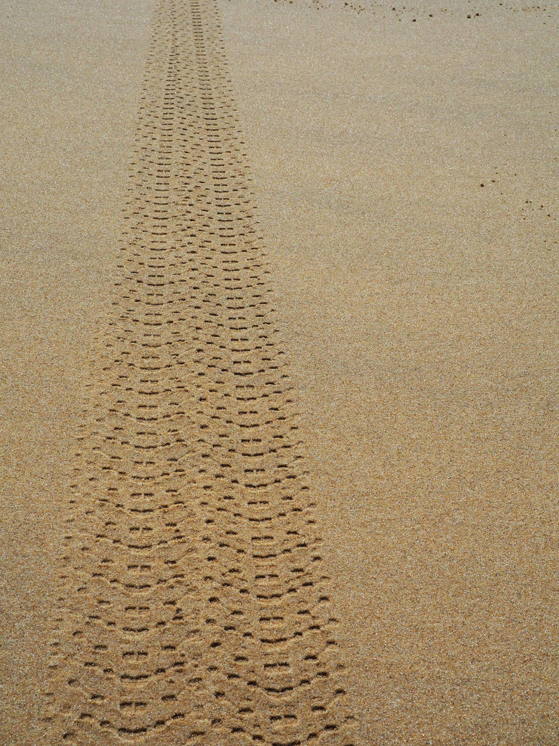 Des traces dans le sable…