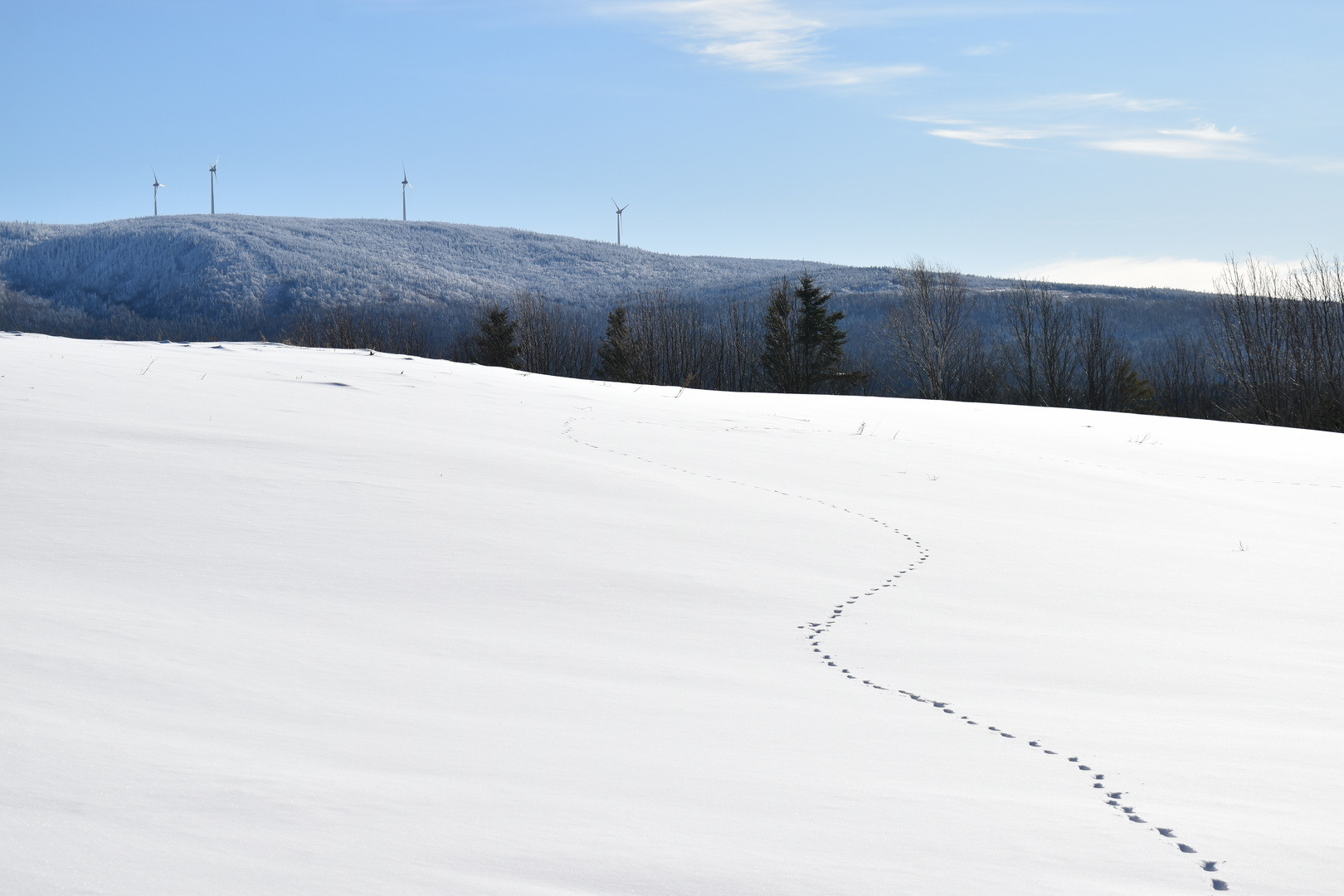 Des traces de pas dans la neige
