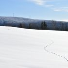 Des traces de pas dans la neige