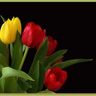 Des tulipes, tout simplement…!   --   Tulpen, ganz einfach…!