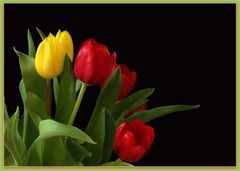 Des tulipes, tout simplement…!   --   Tulpen, ganz einfach…!