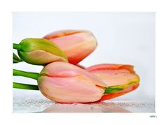 des tulips