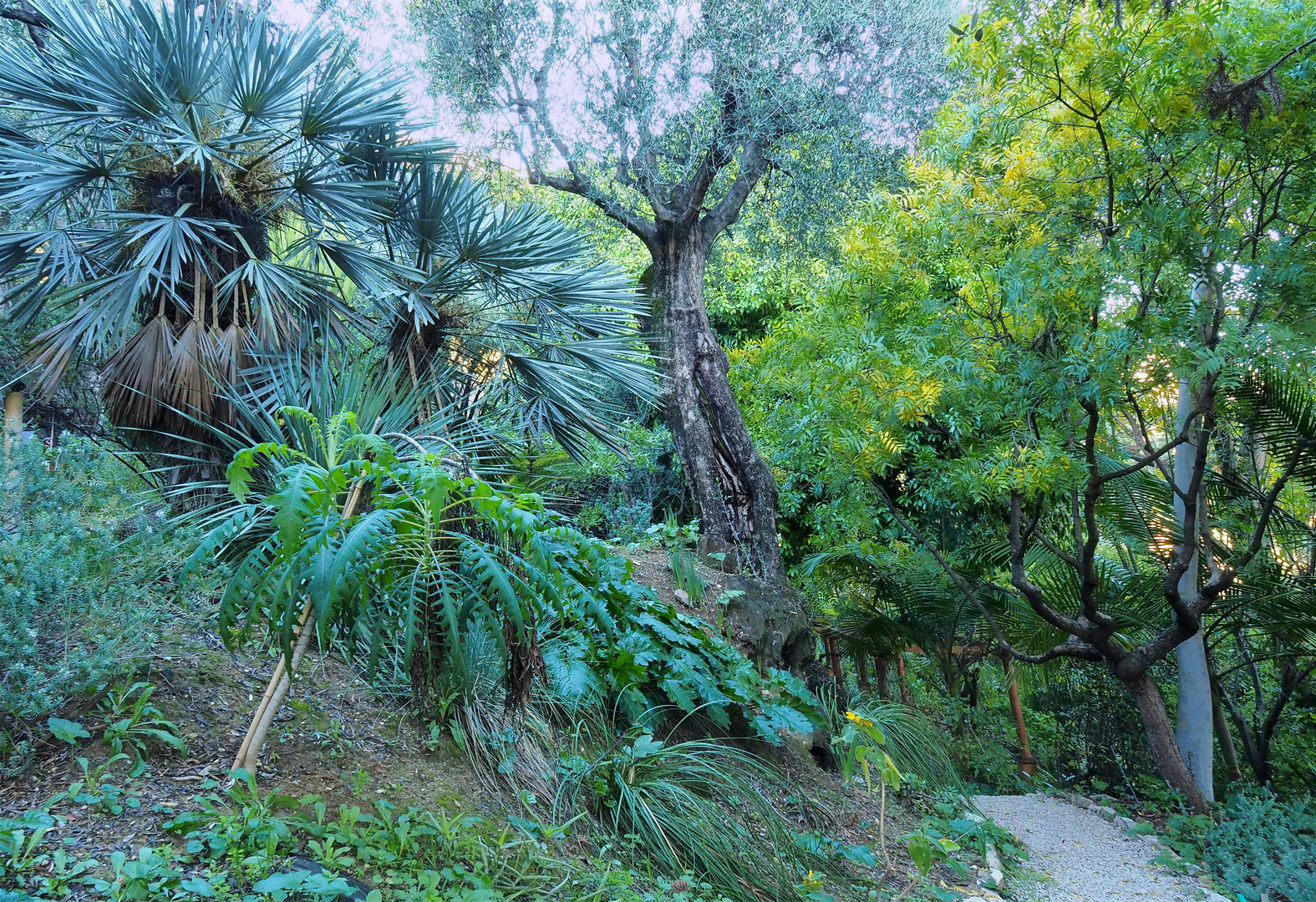 Des verts exotiques au Jardin du Val Rahmeh