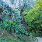 Des verts exotiques au Jardin du Val Rahmeh