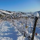 Des vignes au village