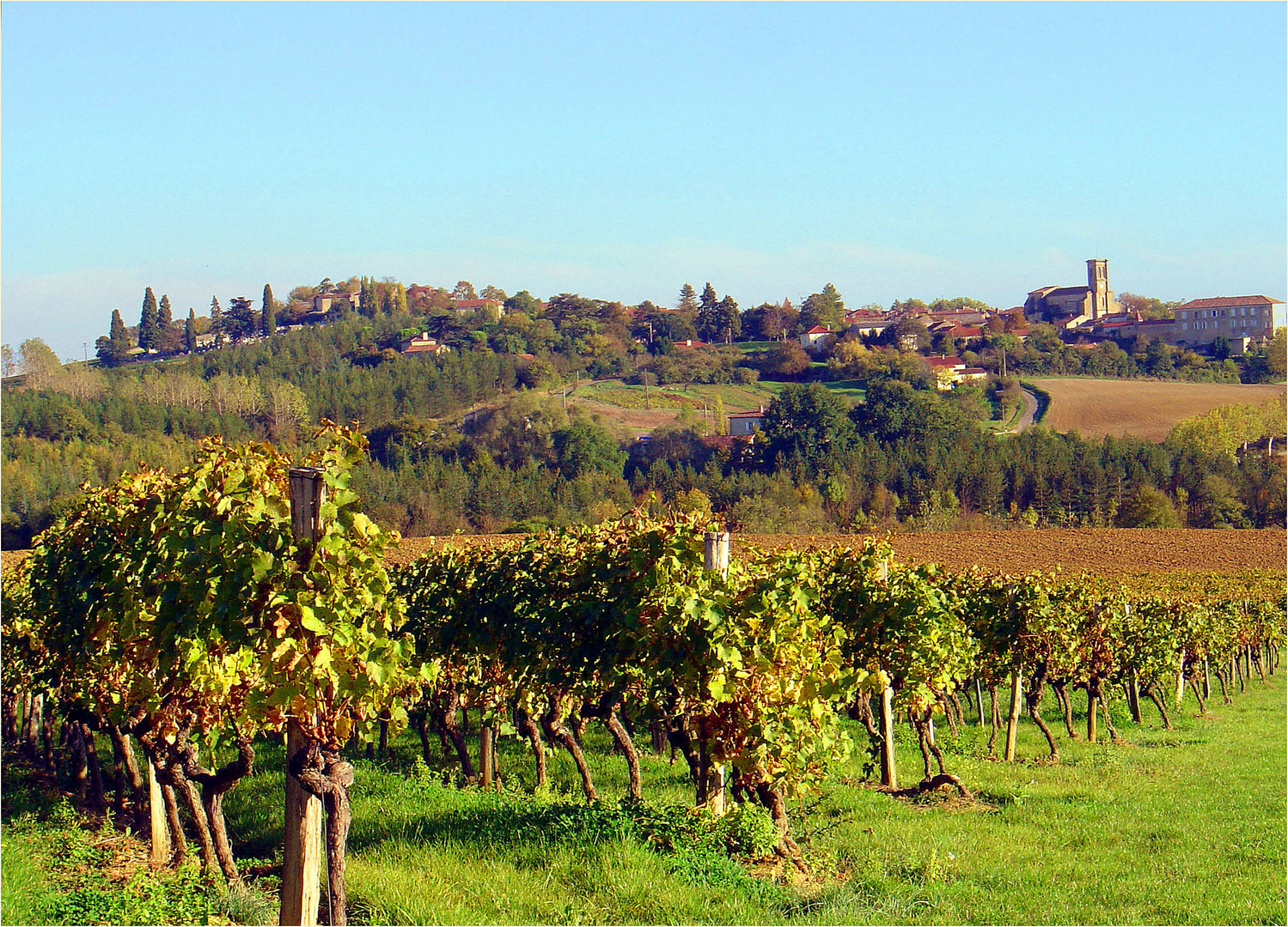 Des vignes près de Saint-Puy