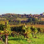 Des vignes près de Saint-Puy