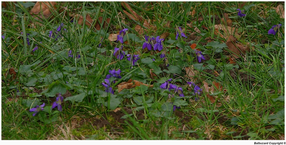 " Des violettes dans mon jardin ce matin "