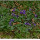 " Des violettes dans mon jardin ce matin "