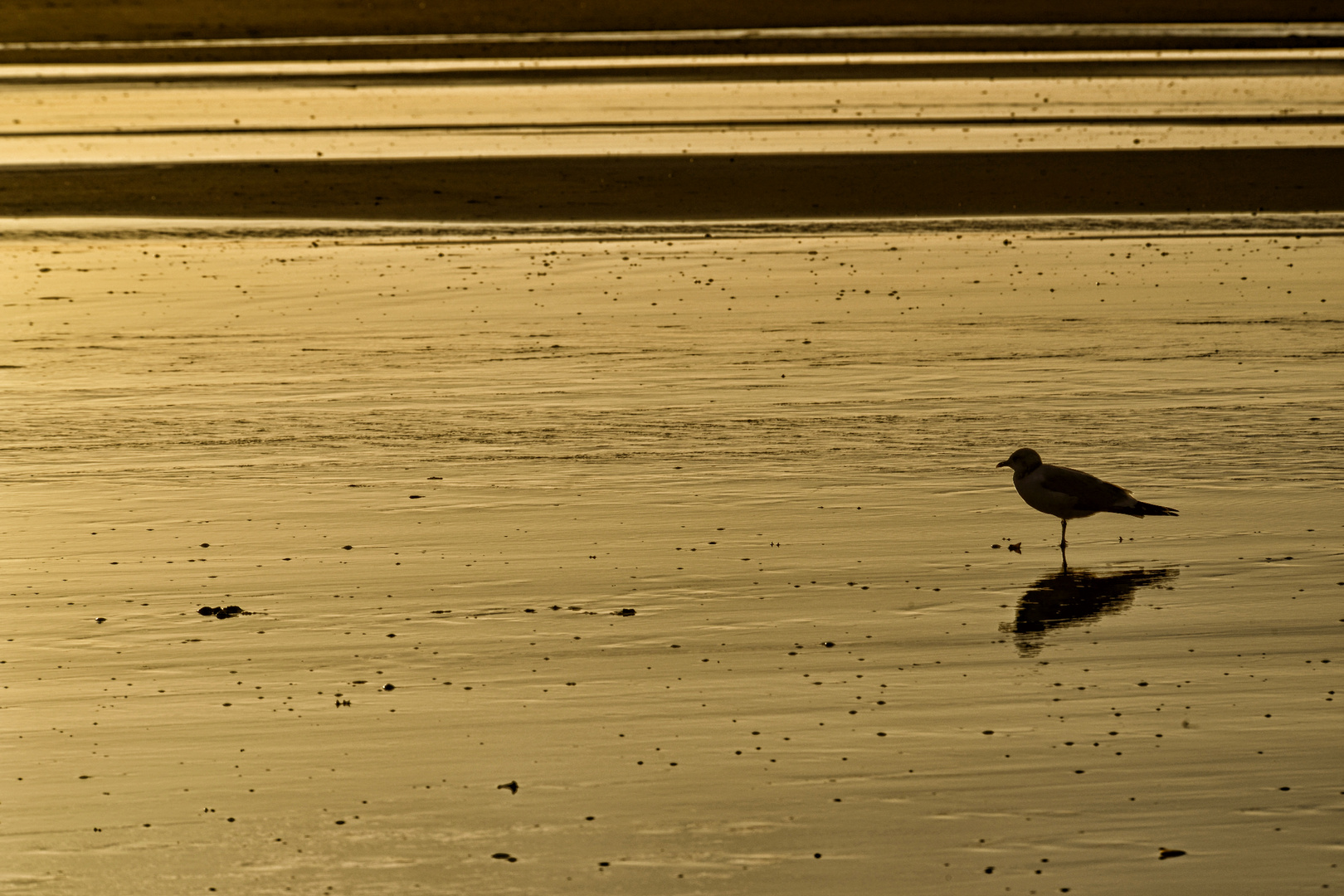 des vogels goldene sonne