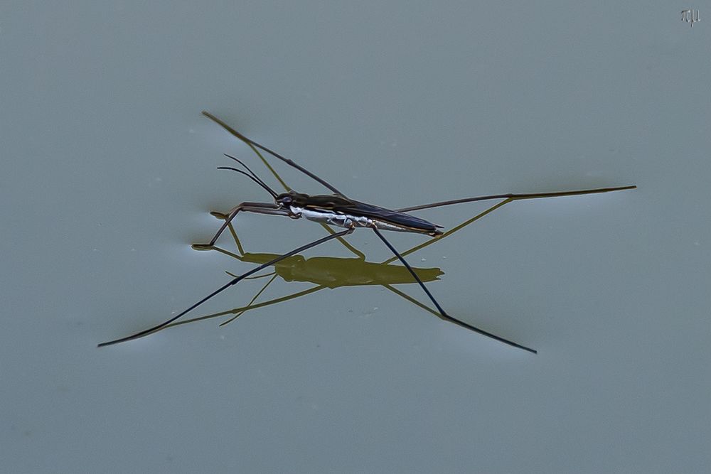 des Wasserläufers Oberflächenspannung