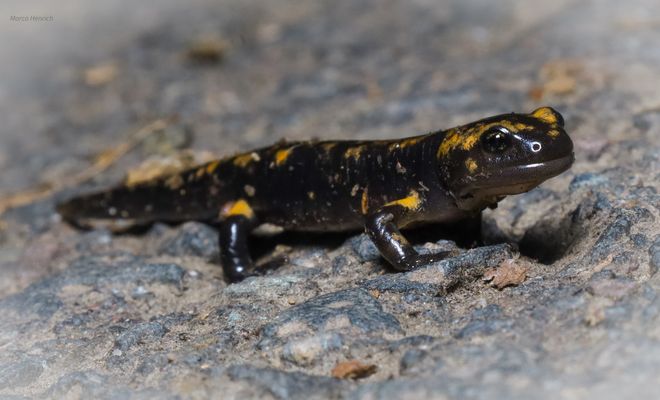 des Weges gekreuzt.....