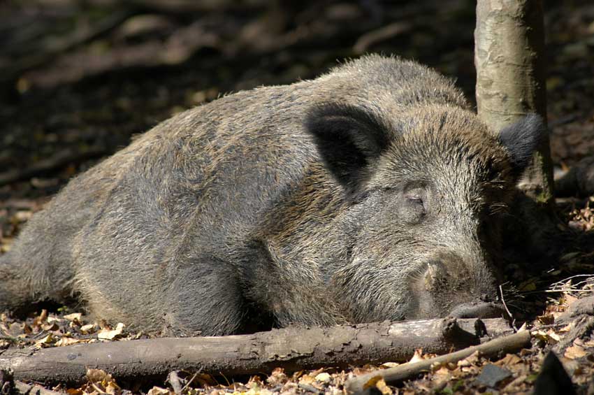 Des Wildschweins größte Wonne ist ein Schläfchen in der Sonne!