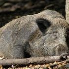 Des Wildschweins größte Wonne ist ein Schläfchen in der Sonne!